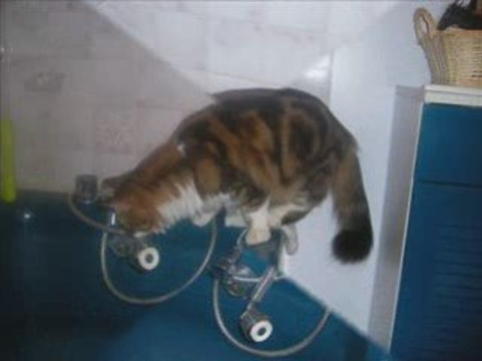 Chat , chien_0001