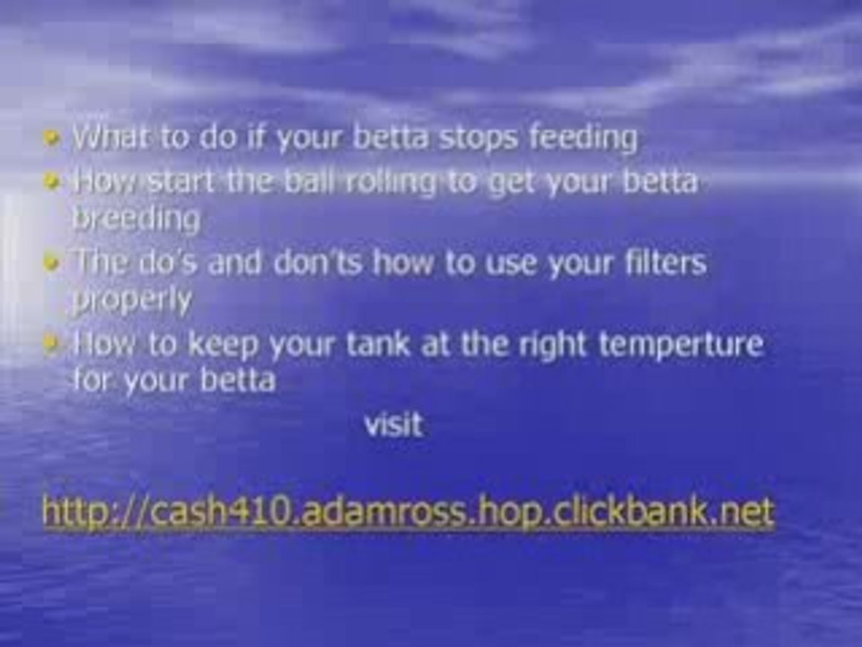 Betta Fish care