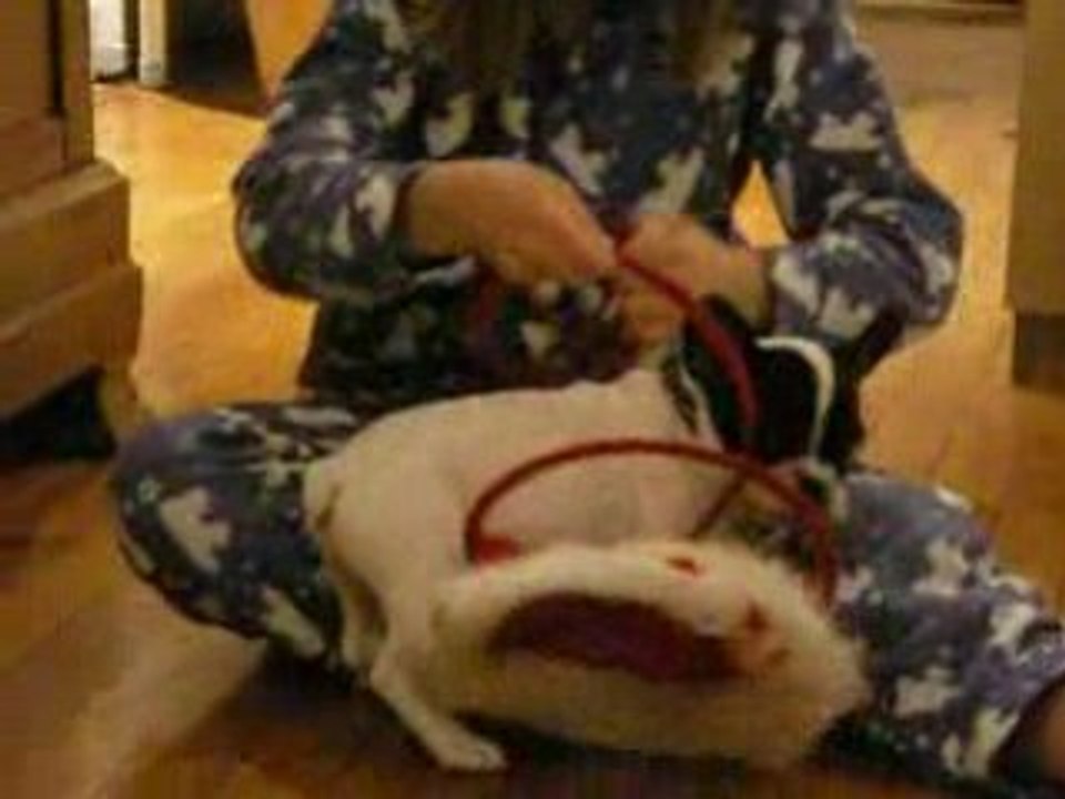 cusco bouledogue français bb