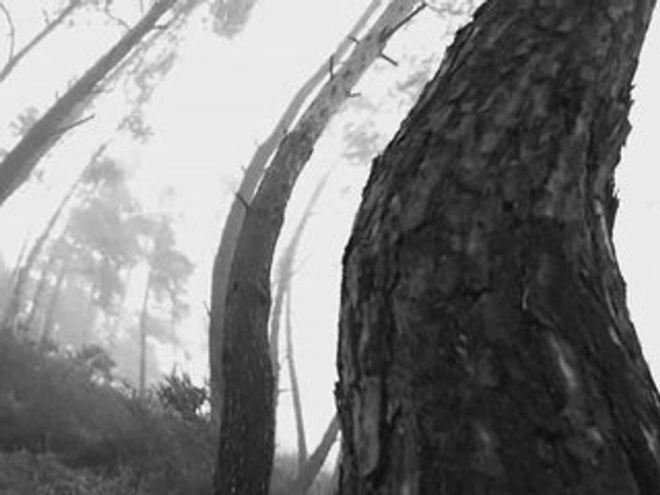 In The Forest