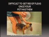 free flea control and advantage flea treatment