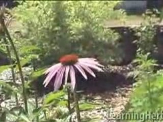Echinacea purpurea: Herbs for infection