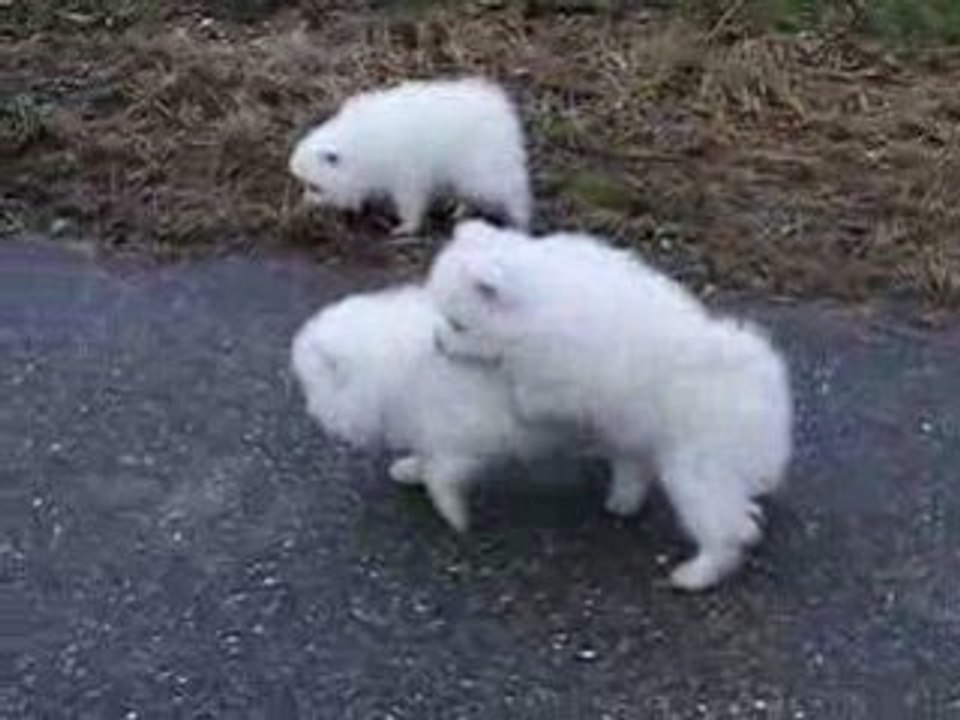 Sortie marché de Noel bébés 021