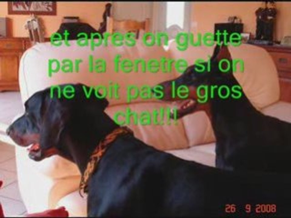 BONES chez AURELIA .. ADOPTE