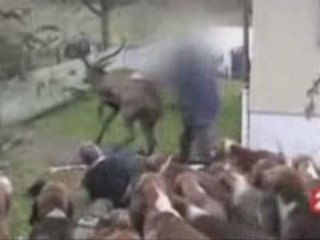 La chasse à courre dégénère 12/2008 France 2
