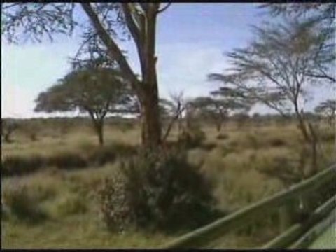 TANZANIA SAFARIS NGORONGORO SERENGETI MANYARA TARANGIRE 5
