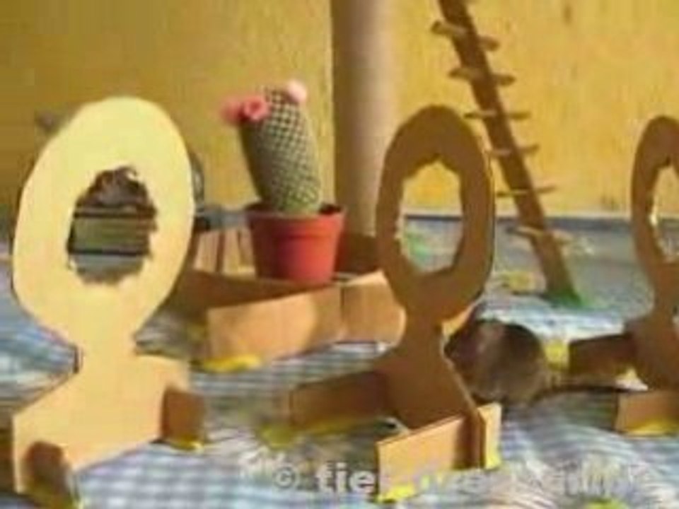 Parcours d'agility pour souris