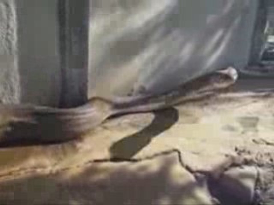 Serpent impréssionant