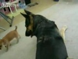 un petit chien attaque un grand chien