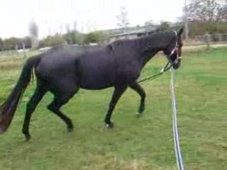 longe quelia