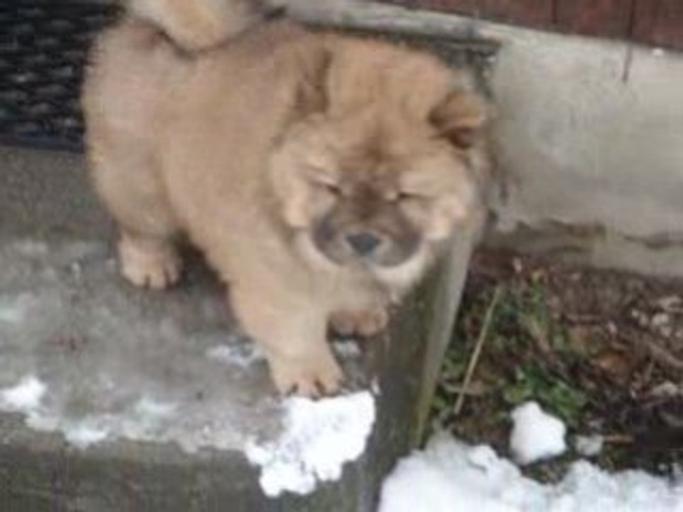douchka a la neige