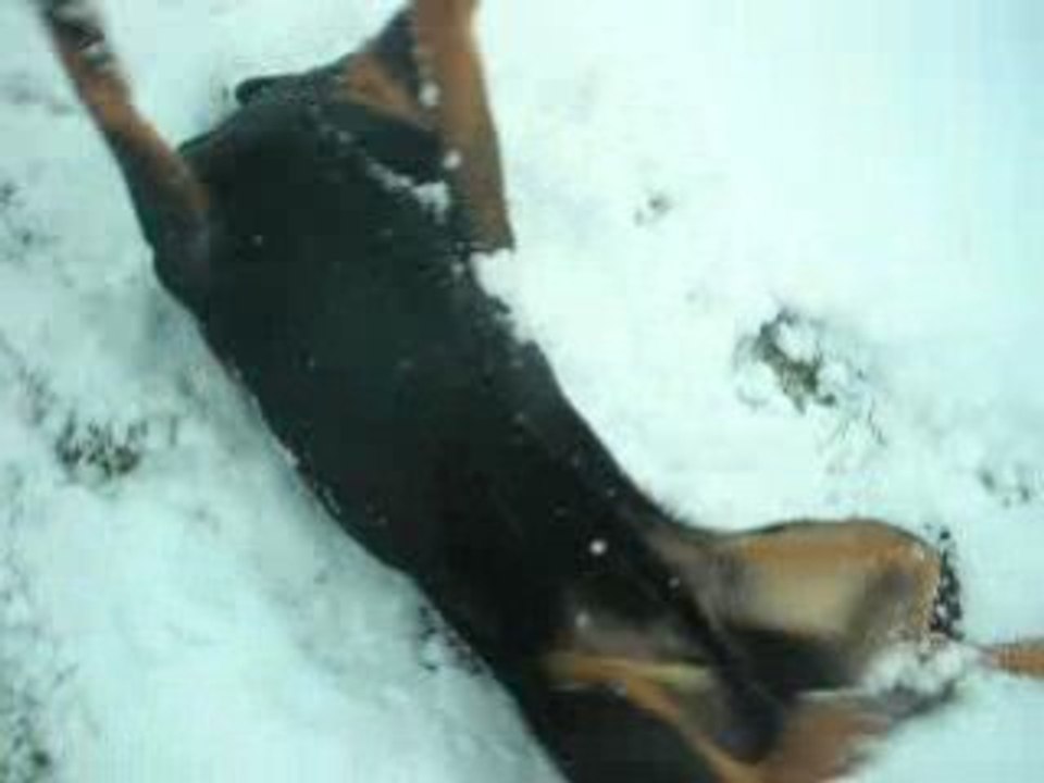 les pas dans la neige