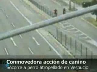 Perrito rescata a su amigo atropellado en autopista
