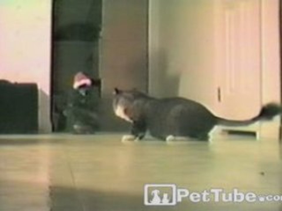 Xmas Tree Surprise