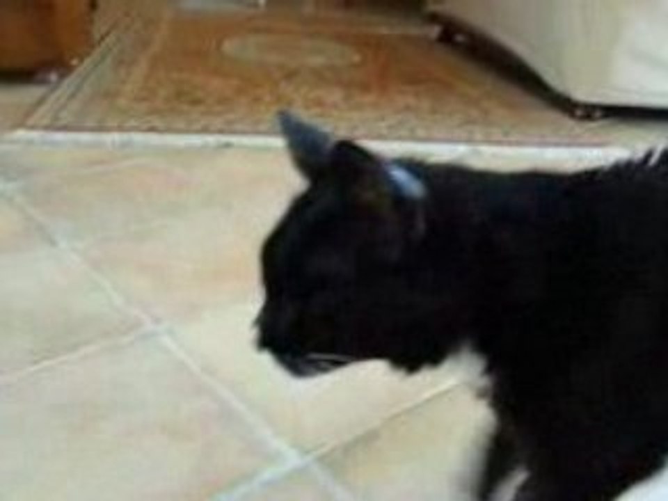 Kiki Amadeus Août 2008