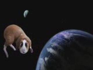 Bedtime Stories hamster floats in space