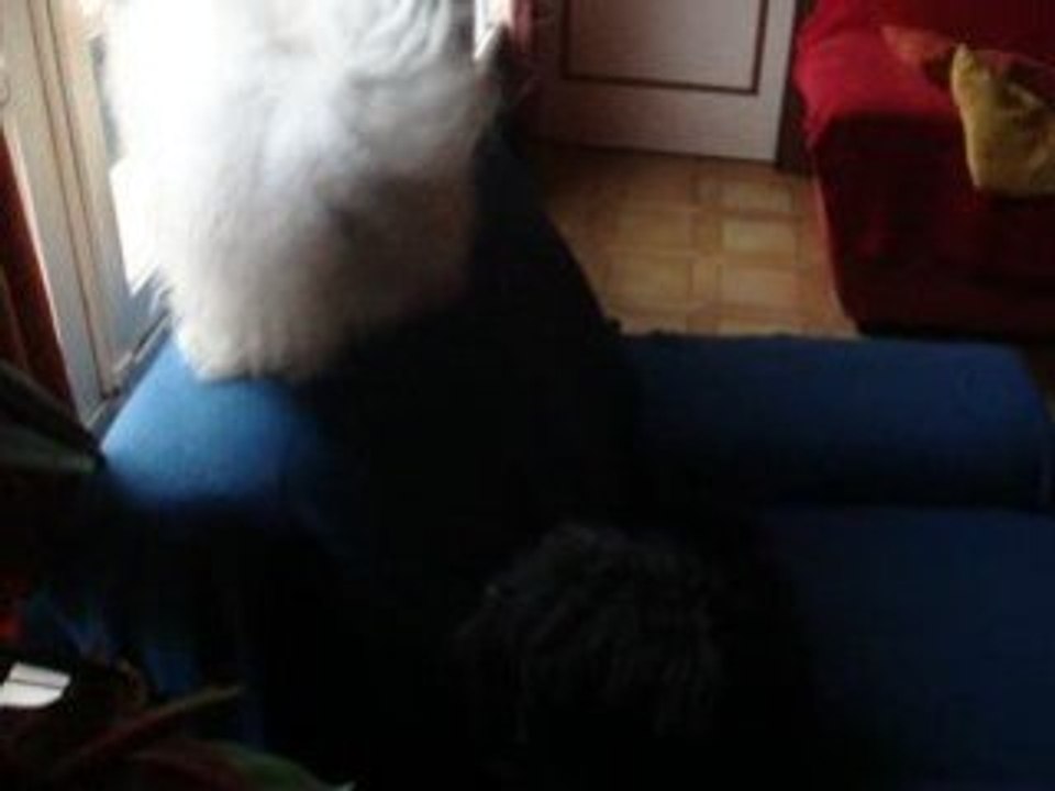 mes petits bichons