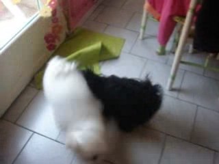 mes petits bichons