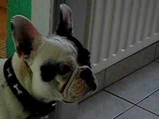 vidéo des bébés de roxane