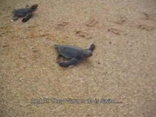 Releasing Minute Old Baby Turtles into the Sea