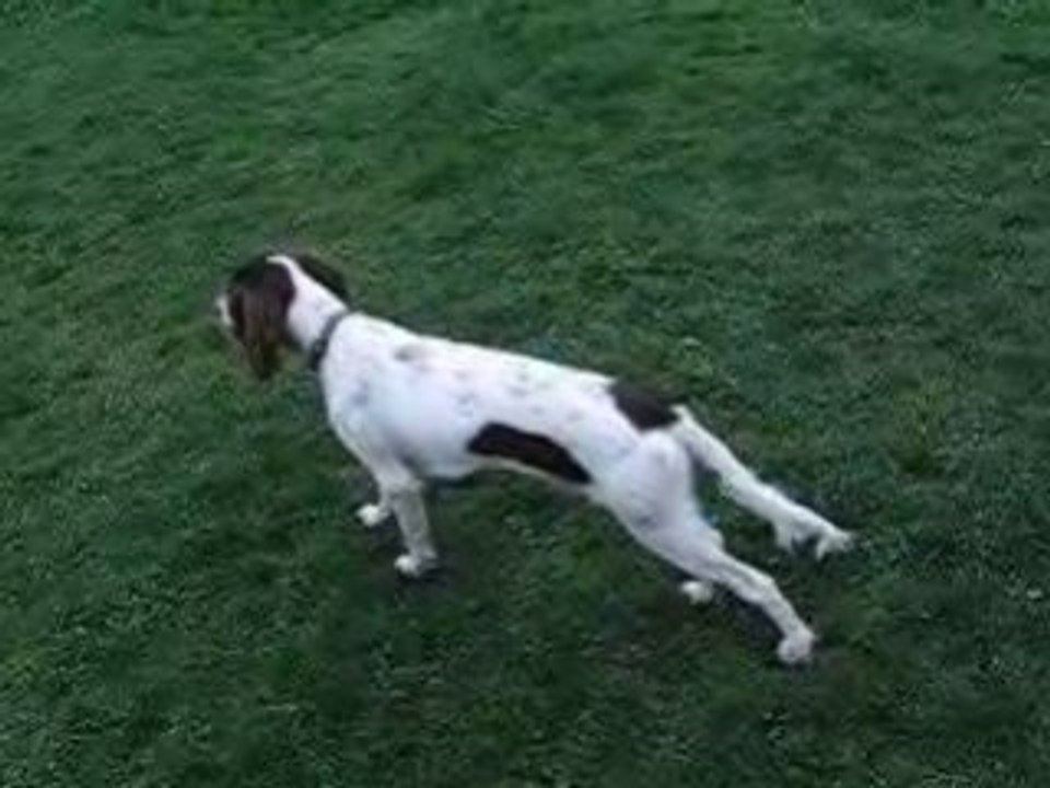 Dolly dit Daphney de l'Orée du Bois Jacob ^^ ^^