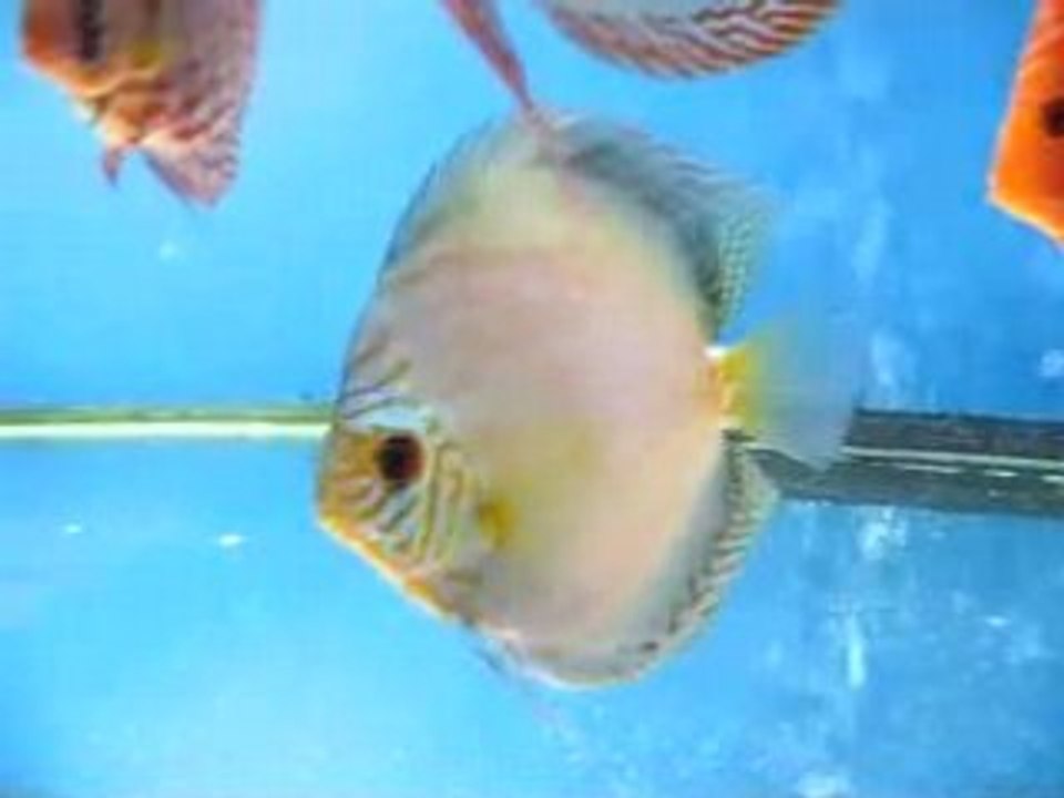 mâle reflection D à vendre