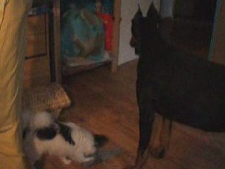 Epagneul papillon Vs dobermann