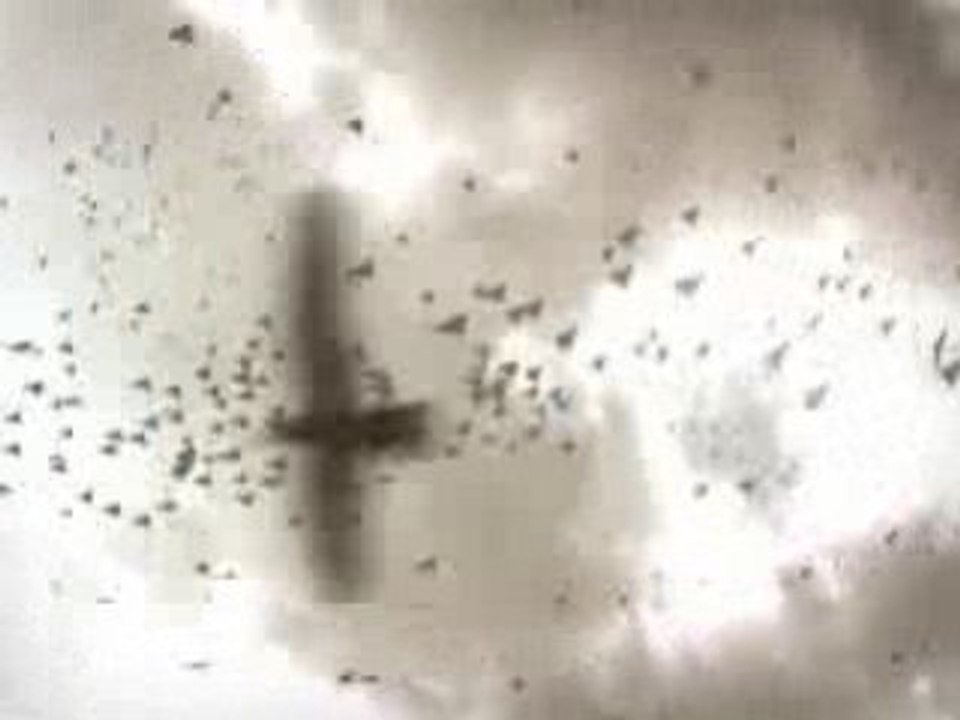 SHORTSTV HABILLAGE- BIRDS