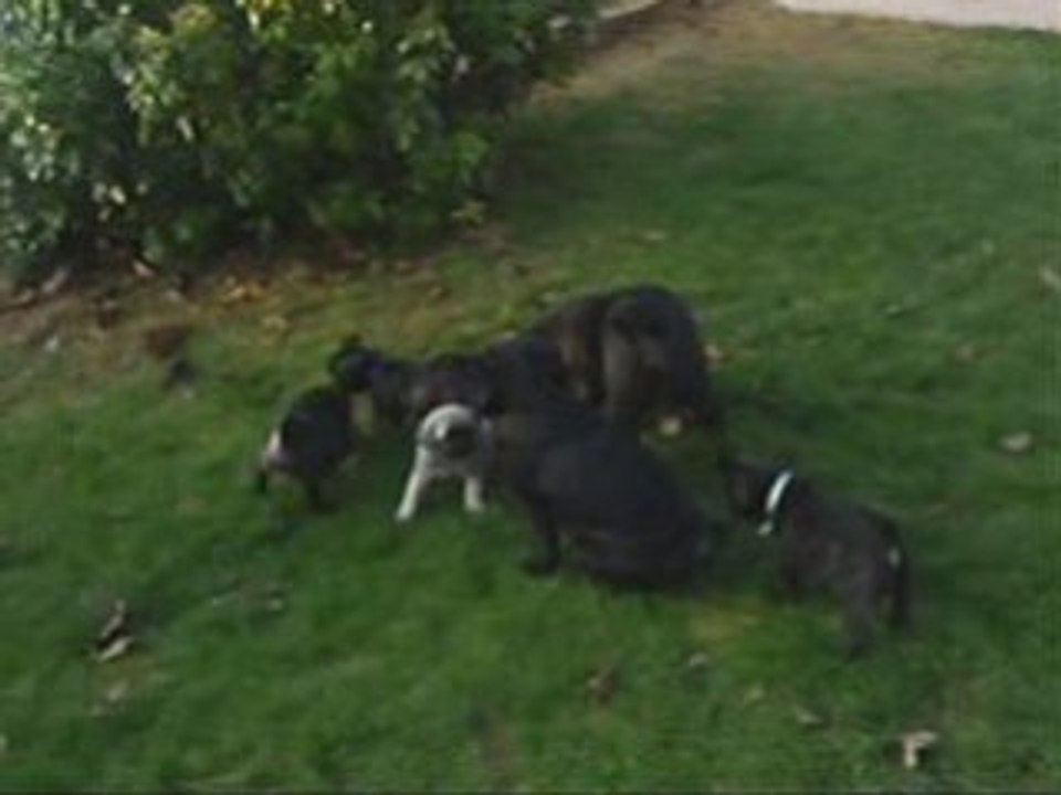 LES CARLIBOULIS et toute la meute