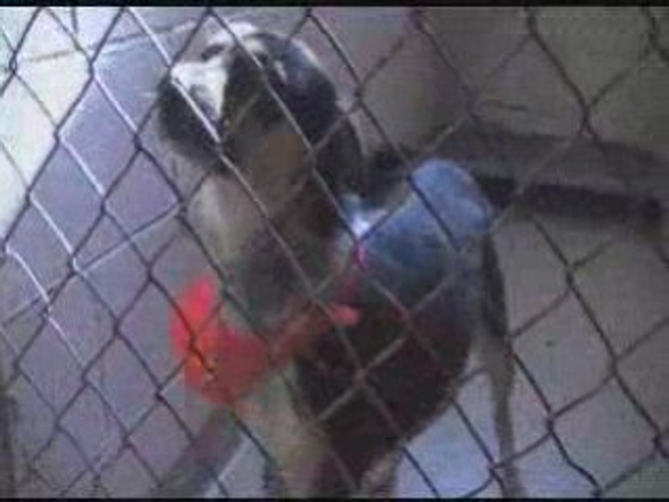 Jefferson County Dog Control