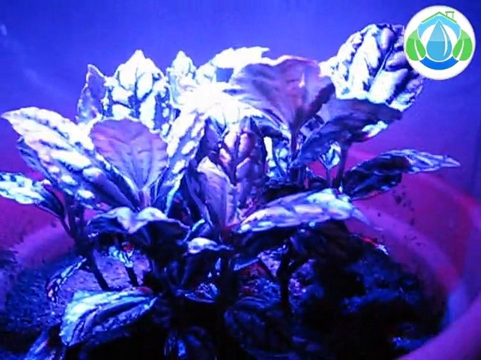 Culture sous leds J+4