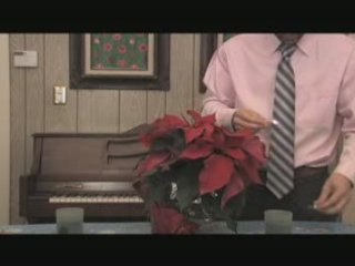 Life Slices - Poinsettias