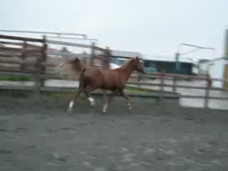 king au trot