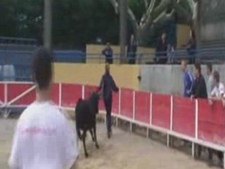 extrait saison 2008 ecole taurine de bouillargues