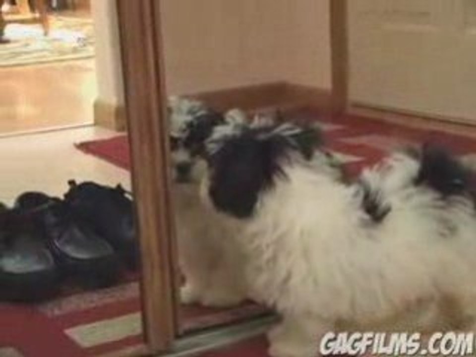 Chiot ... Vs ... Mirroir