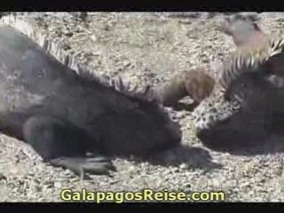 The Galapagos Islands - Video Part 9