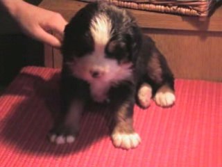 Femelle sans collier