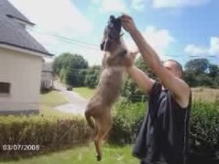 Diaporamo photo des chiens de l'élevage du Feu de Wotan