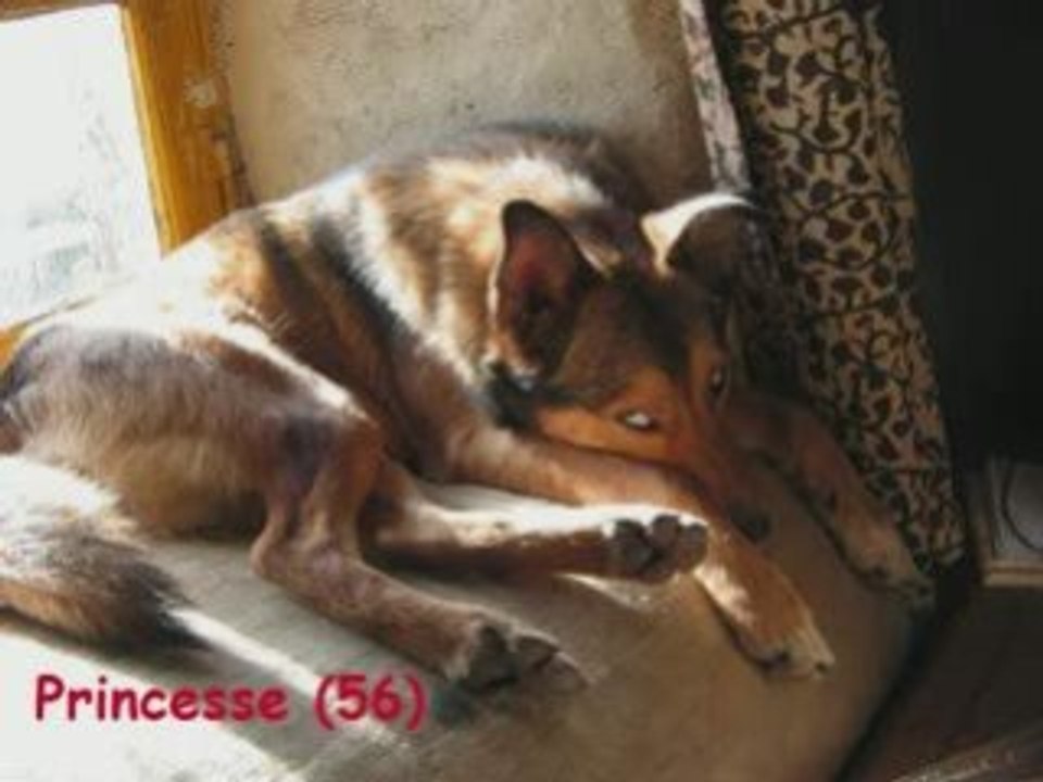 Video chiens noël