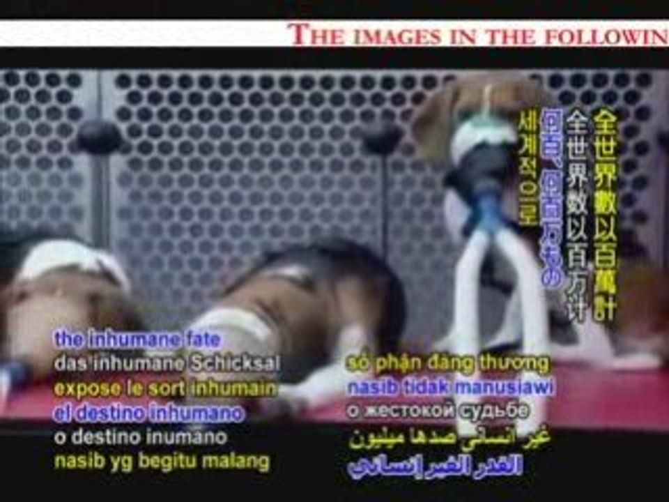 Stop Animal Cruelty Animal Testing