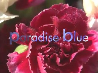 Sony HD - Paradise Blue 1080i