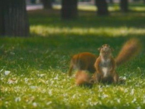 Орехов стало еще больше)))