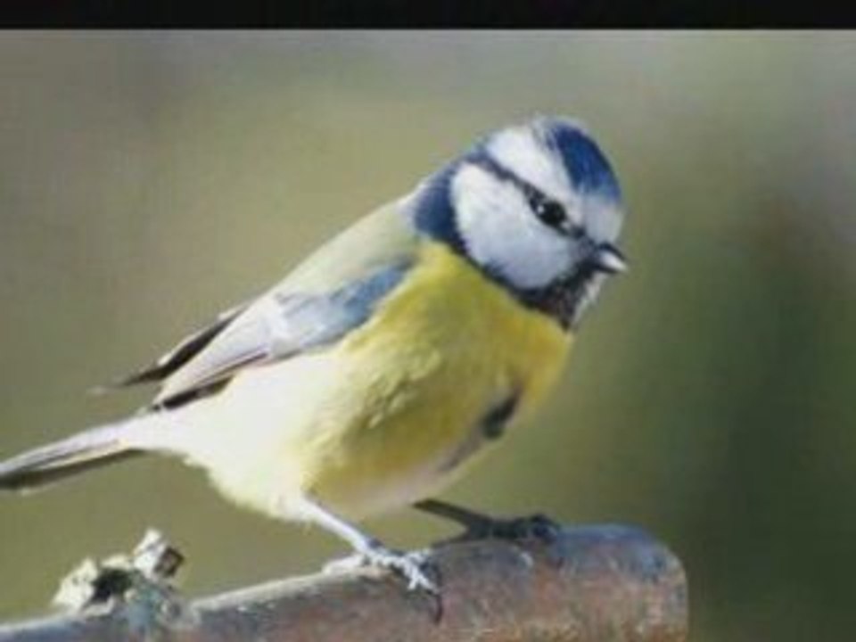 17_12_2008_cucurbita