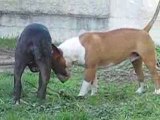 bull terrier qui joue (calice VS china)