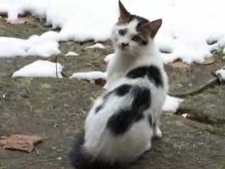 petit chat qui joue dans la neige