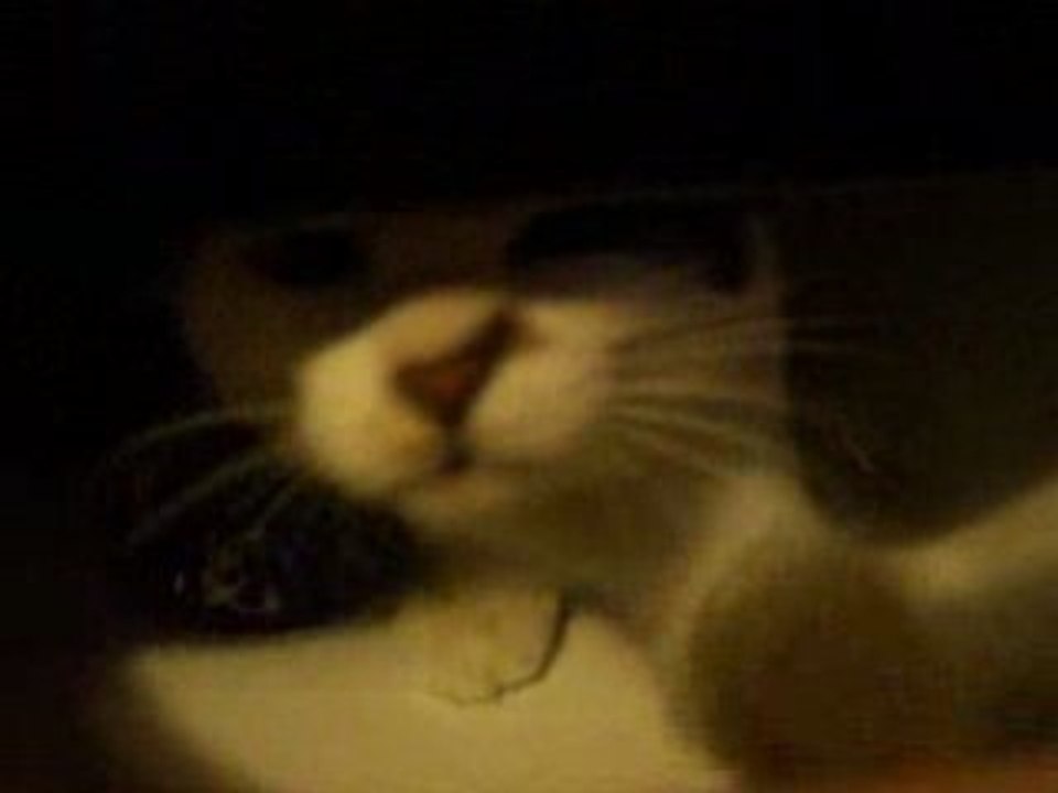 Où est le chat?