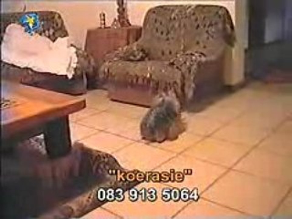 Sexobrutal