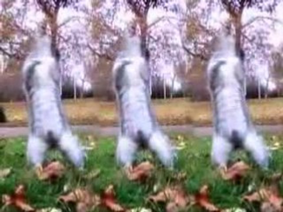 la dance des écureuils