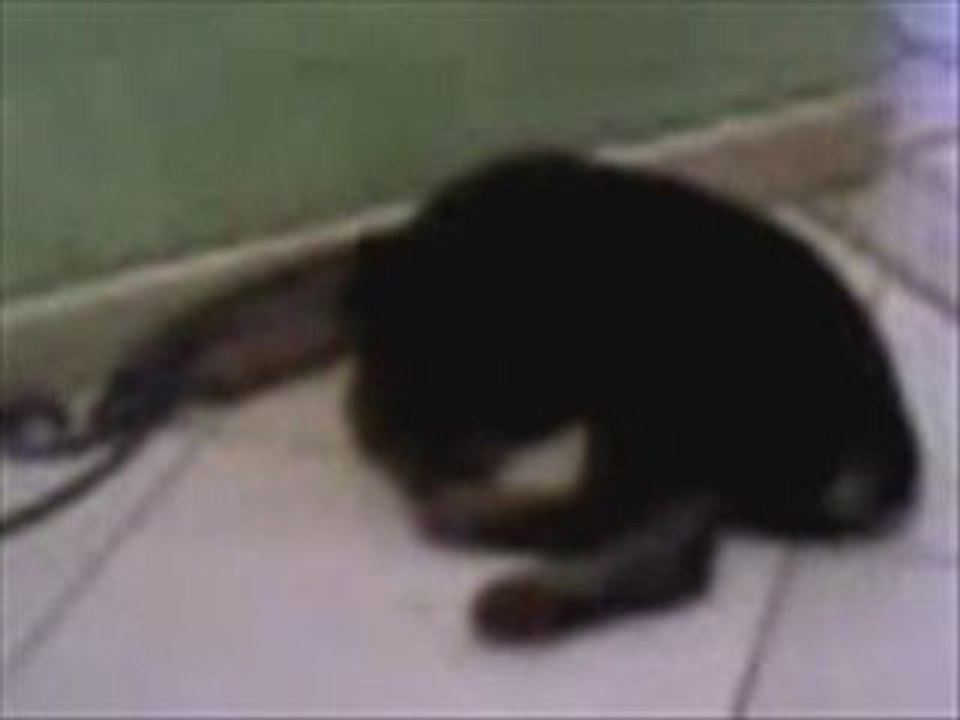 Bomba
