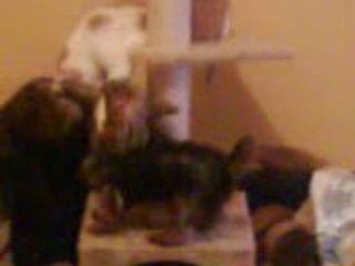 CHLOE ET ROCKY QUI JOUE